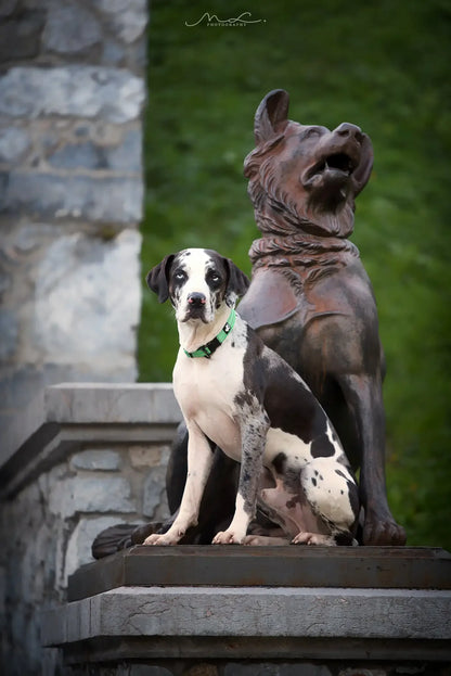 Truelove Reflective Padded Dog Collar