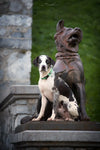 Truelove Reflective Padded Dog Collar