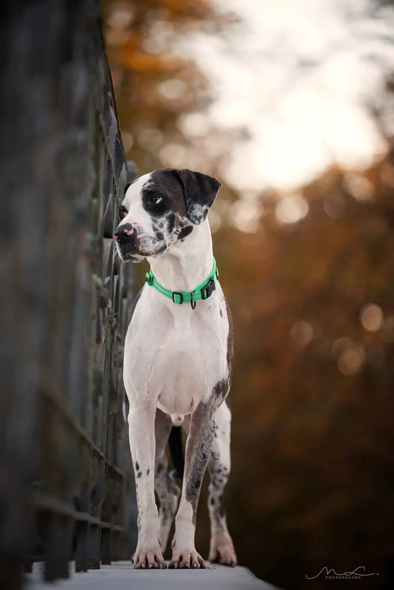 Truelove Reflective Padded Dog Collar